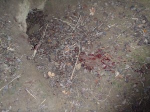 OLYMPUS DIGITAL CAMERA